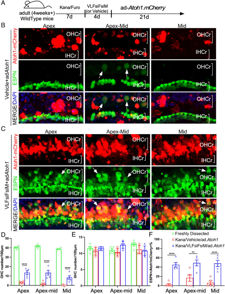 Reprogramming by drug-like molecules leads to cochlear hair cell-like cell regeneration in adult mice