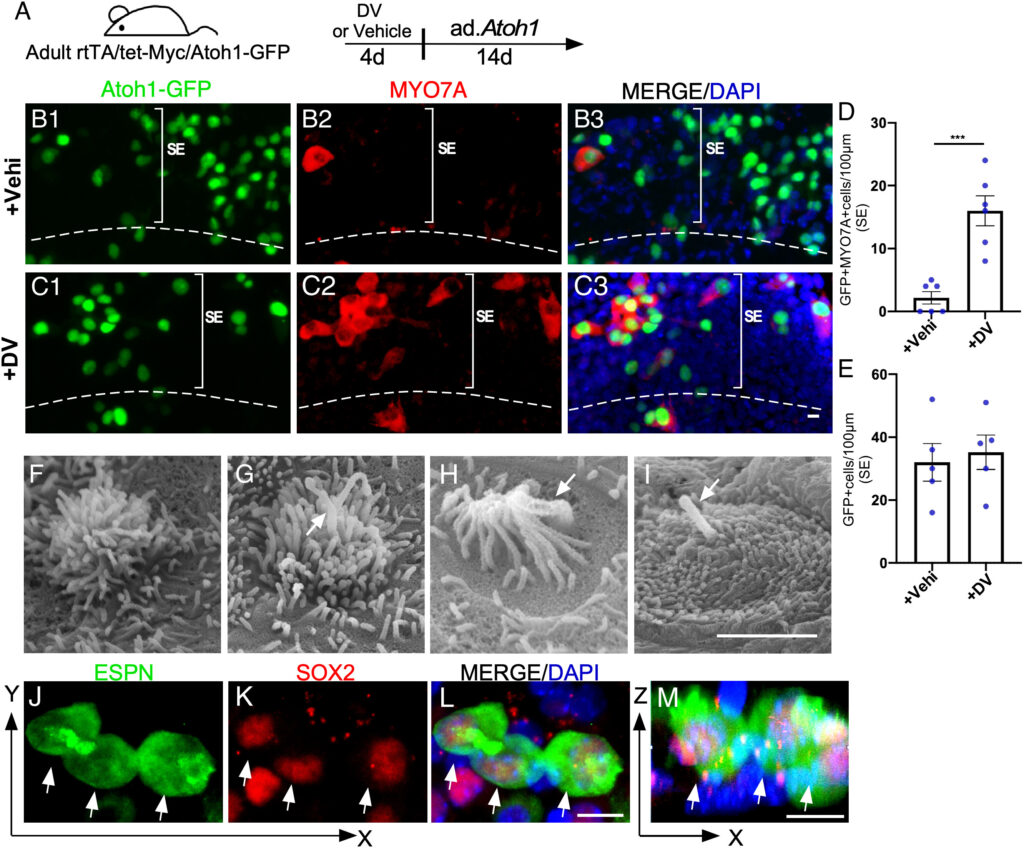Reprogramming by drug-like molecules leads to cochlear hair cell-like cell regeneration in adult mice