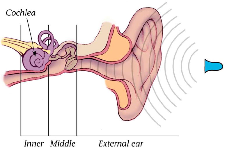 The Importance of Hearing in Daily Life