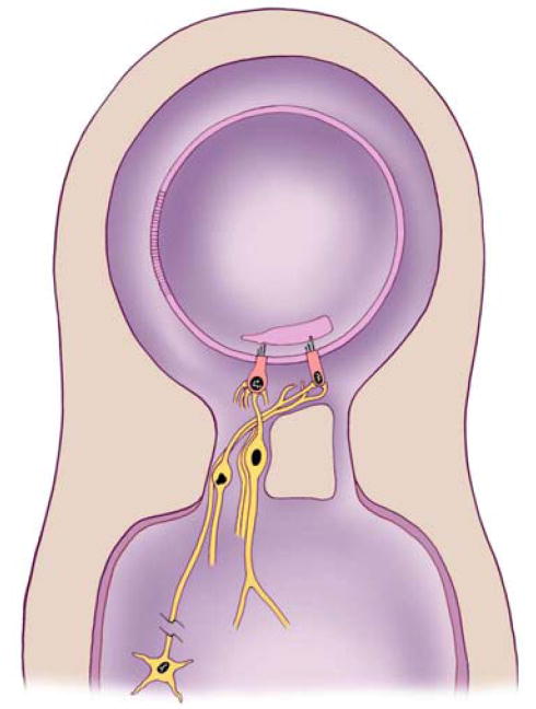 The Importance of Hearing in Daily Life