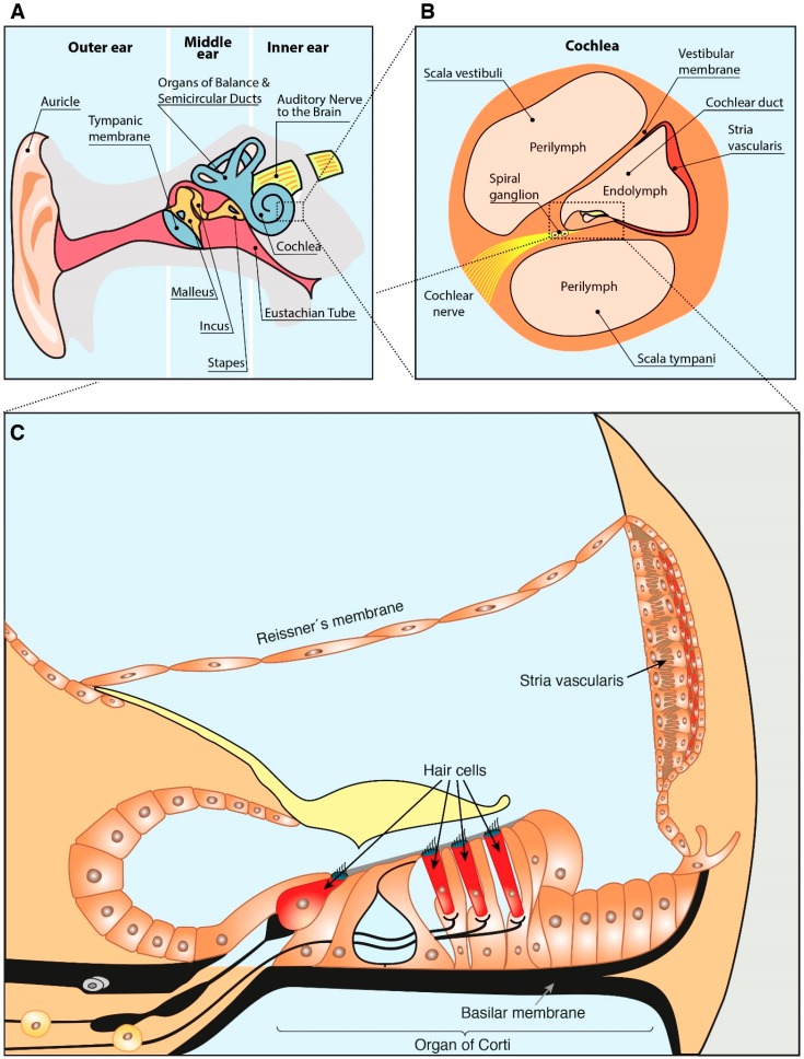 The Impact of Nutrition on Hearing Loss: A Comprehensive Analysis The Impact of Nutrition on Hearing Loss: A Comprehensive Analysis